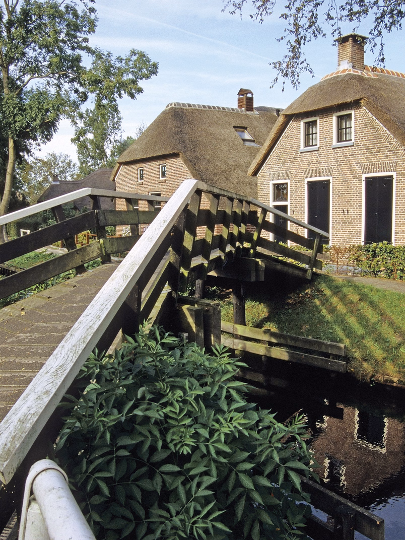 Beautiful green outdoor area with a bridge