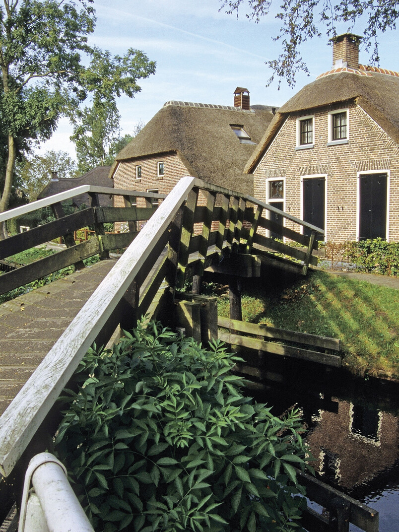 Beautiful green outdoor area with a bridge
